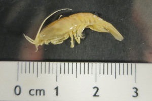  ( - I13_287)  @11 [ ] Copyright (2013) Terue Cristina Kihara German Center for Marine Biodiversity Research