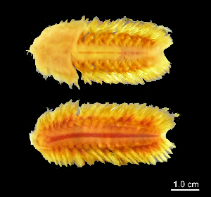  ( - I13_388)  @11 [ ] Copyright © (2025) Terue Cristina Kihara German Center for Marine Biodiversity Research