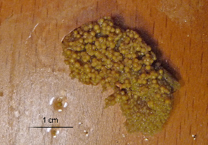  (unclassified Hydroidolina - I13_392)  @11 [ ] Copyright © (2025) Terue Cristina Kihara German Center for Marine Biodiversity Research