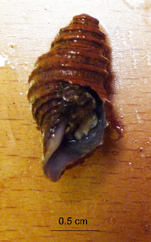  (Phymorhynchus sp. INDEX_TK_2025 - I13_66)  @11 [ ] Copyright © (2025) Terue Cristina Kihara German Center for Marine Biodiversity Research