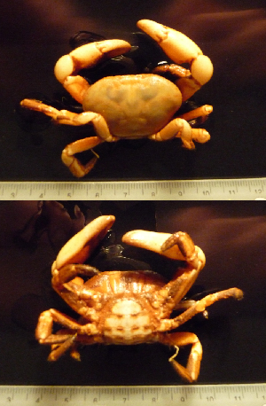  ( - I13_79)  @11 [ ] Copyright (2013) Terue Cristina Kihara German Center for Marine Biodiversity Research