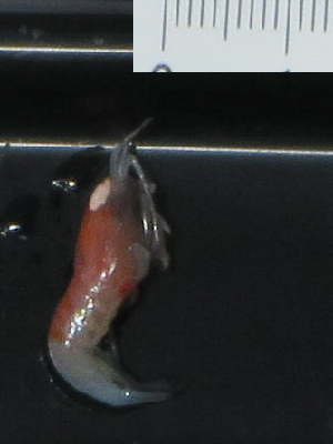  ( - I15_112)  @11 [ ] Copyright (2015) Terue Cristina Kihara German Center for Marine Biodiversity Research