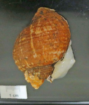  ( - I15_143)  @11 [ ] Copyright © (2025) Terue Cristina Kihara German Center for Marine Biodiversity Research