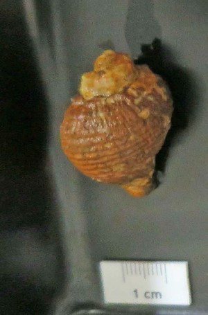  ( - I15_144)  @11 [ ] Copyright © (2025) Terue Cristina Kihara German Center for Marine Biodiversity Research