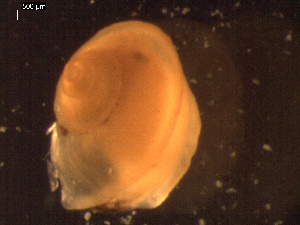  (Melanodrymia - I15_225)  @11 [ ] Copyright © (2025) Terue Cristina Kihara German Center for Marine Biodiversity Research