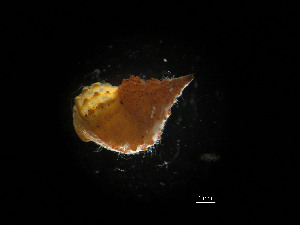  ( - I15_238)  @11 [ ] Copyright © (2025) Terue Cristina Kihara German Center for Marine Biodiversity Research