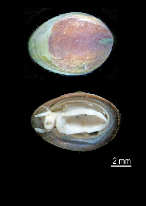  ( - I15_250)  @11 [ ] Copyright © (2025) Terue Cristina Kihara German Center for Marine Biodiversity Research