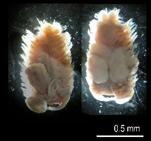  (Macellicephalinae - I15_258)  @11 [ ] Copyright © (2025) Terue Cristina Kihara German Center for Marine Biodiversity Research