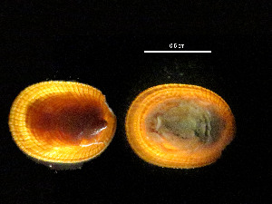  (unclassified Phenacolepadidae - I15_259)  @11 [ ] Copyright © (2025) Terue Cristina Kihara German Center for Marine Biodiversity Research