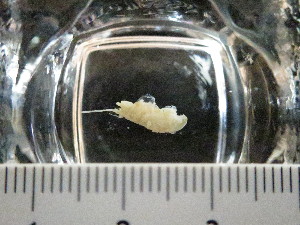  ( - I15_271)  @11 [ ] Copyright © (2025) Terue Cristina Kihara German Center for Marine Biodiversity Research