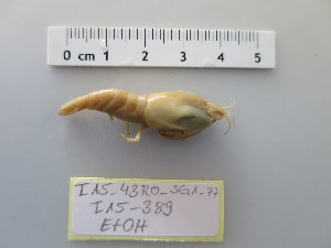  ( - I15_389)  @11 [ ] Copyright © (2025) Terue Cristina Kihara German Center for Marine Biodiversity Research