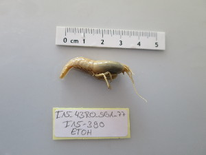  ( - I15_390)  @11 [ ] Copyright © (2025) Terue Cristina Kihara German Center for Marine Biodiversity Research