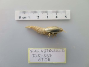  ( - I15_397)  @11 [ ] Copyright © (2025) Terue Cristina Kihara German Center for Marine Biodiversity Research