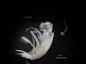  ( - I15_56)  @11 [ ] Copyright © (2025) Terue Cristina Kihara German Center for Marine Biodiversity Research