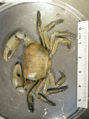  ( - I15_74)  @11 [ ] Copyright (2015) Terue Cristina Kihara German Center for Marine Biodiversity Research