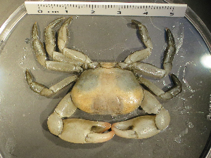  ( - I15_75)  @11 [ ] Copyright (2015) Terue Cristina Kihara German Center for Marine Biodiversity Research
