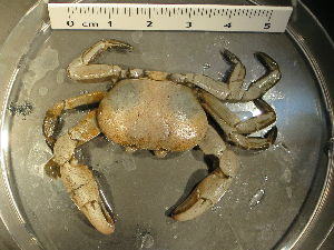  ( - I15_76)  @11 [ ] Copyright (2015) Terue Cristina Kihara German Center for Marine Biodiversity Research