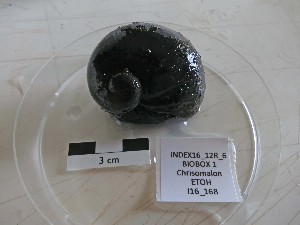  (Chrysomallon - I16_168)  @11 [ ] Copyright © (2025) Terue Cristina Kihara German Center for Marine Biodiversity Research