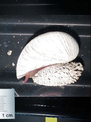  ( - I16_228)  @11 [ ] Copyright © (2025) Terue Cristina Kihara German Center for Marine Biodiversity Research