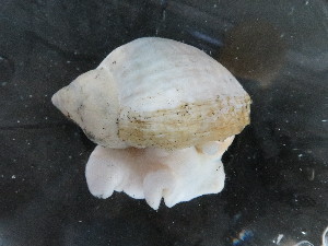  ( - I16_253)  @11 [ ] Copyright © (2025) Terue Cristina Kihara German Center for Marine Biodiversity Research