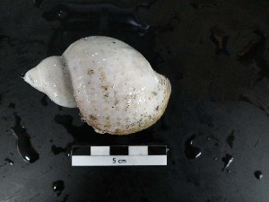  (Phymorhynchus sp. 1 RZ-2018 - I16_254)  @11 [ ] Copyright © (2025) Terue Cristina Kihara German Center for Marine Biodiversity Research