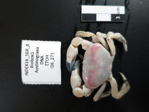  ( - I16_271)  @11 [ ] Copyright (2016) Terue Cristina Kihara German Center for Marine Biodiversity Research