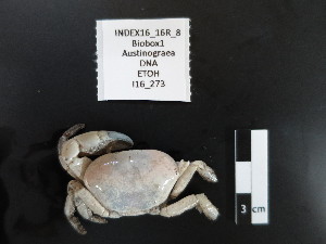  ( - I16_273)  @11 [ ] Copyright (2016) Terue Cristina Kihara German Center for Marine Biodiversity Research