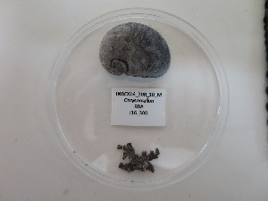  ( - I16_300)  @11 [ ] Copyright © (2025) Terue Cristina Kihara German Center for Marine Biodiversity Research