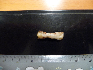  (Eunoe sp. PLC P7 - I16_328)  @11 [ ] Copyright © (2025) Terue Cristina Kihara German Center for Marine Biodiversity Research