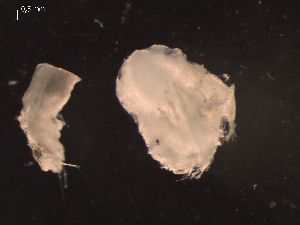  (unclassified Polychaeta - I16_334)  @11 [ ] Copyright © (2025) Terue Cristina Kihara German Center for Marine Biodiversity Research