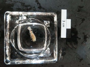  (Photinopolynoe - I16_337)  @11 [ ] Copyright © (2025) Terue Cristina Kihara German Center for Marine Biodiversity Research