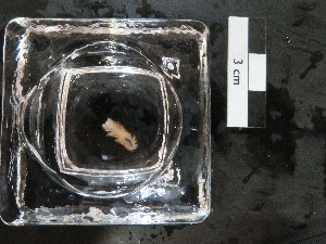  (Themis - I16_338)  @11 [ ] Copyright © (2025) Terue Cristina Kihara German Center for Marine Biodiversity Research