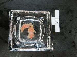  ( - I16_339)  @11 [ ] Copyright © (2025) Terue Cristina Kihara German Center for Marine Biodiversity Research