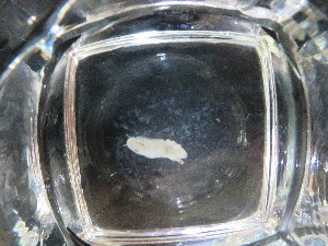  (Anomura sp. INDEX_TK_2025 - I16_343)  @11 [ ] Copyright © (2025) Terue Cristina Kihara German Center for Marine Biodiversity Research