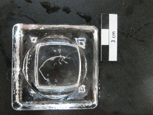  (unclassified Amphipoda - I16_344)  @11 [ ] Copyright © (2025) Terue Cristina Kihara German Center for Marine Biodiversity Research