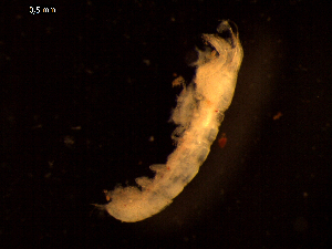  ( - I16_368)  @11 [ ] Copyright © (2025) Terue Cristina Kihara German Center for Marine Biodiversity Research