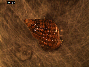 ( - I16_369)  @11 [ ] Copyright © (2025) Terue Cristina Kihara German Center for Marine Biodiversity Research