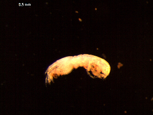  (Tanaidacea sp. INDEX_TK_2025 - I16_52)  @11 [ ] Copyright © (2025) Terue Cristina Kihara German Center for Marine Biodiversity Research