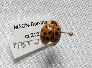  ( - MACN-Bar-Ins-ct 02121)  @13 [ ] Copyright (2011) MACN Museo Argentino de Ciencias Naturales "Bernardino Rivadavia"