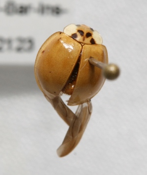  ( - MACN-Bar-Ins-ct 02123)  @13 [ ] Copyright (2011) MACN Museo Argentino de Ciencias Naturales "Bernardino Rivadavia"