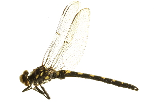  (Tanypteryx hageni - BIOUG02813-F09)  @14 [ ] CreativeCommons - Attribution (2012) CBG Photography Group Centre for Biodiversity Genomics