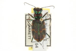  (Cicindela limbalis - BIOUG09878-E12)  @14 [ ] CreativeCommons - Attribution (2014) CBG Photography Group Centre for Biodiversity Genomics