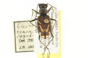  (Cicindela tranquebarica roguensis - BIOUG09878-G05)  @11 [ ] CreativeCommons - Attribution (2014) CBG Photography Group Centre for Biodiversity Genomics