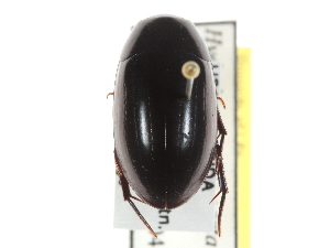  ( - BIOUG09883-B03)  @11 [ ] CreativeCommons - Attribution (2014) CBG Photography Group Centre for Biodiversity Genomics