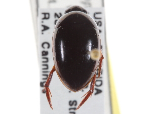  (Tropisternus collaris - BIOUG09883-B04)  @14 [ ] CreativeCommons - Attribution (2014) CBG Photography Group Centre for Biodiversity Genomics