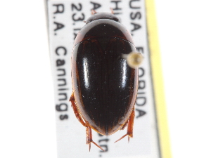  ( - BIOUG09883-B05)  @13 [ ] CreativeCommons - Attribution (2014) CBG Photography Group Centre for Biodiversity Genomics