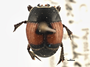  ( - BIOUG09883-F01)  @11 [ ] CreativeCommons - Attribution (2014) CBG Photography Group Centre for Biodiversity Genomics