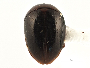  ( - BIOUG09883-F11)  @14 [ ] CreativeCommons - Attribution (2014) CBG Photography Group Centre for Biodiversity Genomics