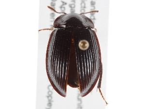  ( - BIOUG09883-H02)  @13 [ ] CreativeCommons - Attribution (2014) CBG Photography Group Centre for Biodiversity Genomics