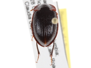  ( - BIOUG09883-H05)  @11 [ ] CreativeCommons - Attribution (2014) CBG Photography Group Centre for Biodiversity Genomics
